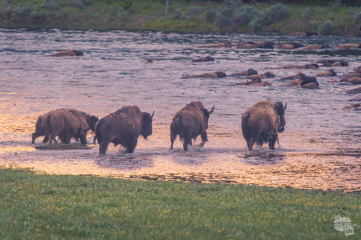 Top 5 Tips for RV Camping in National Parks