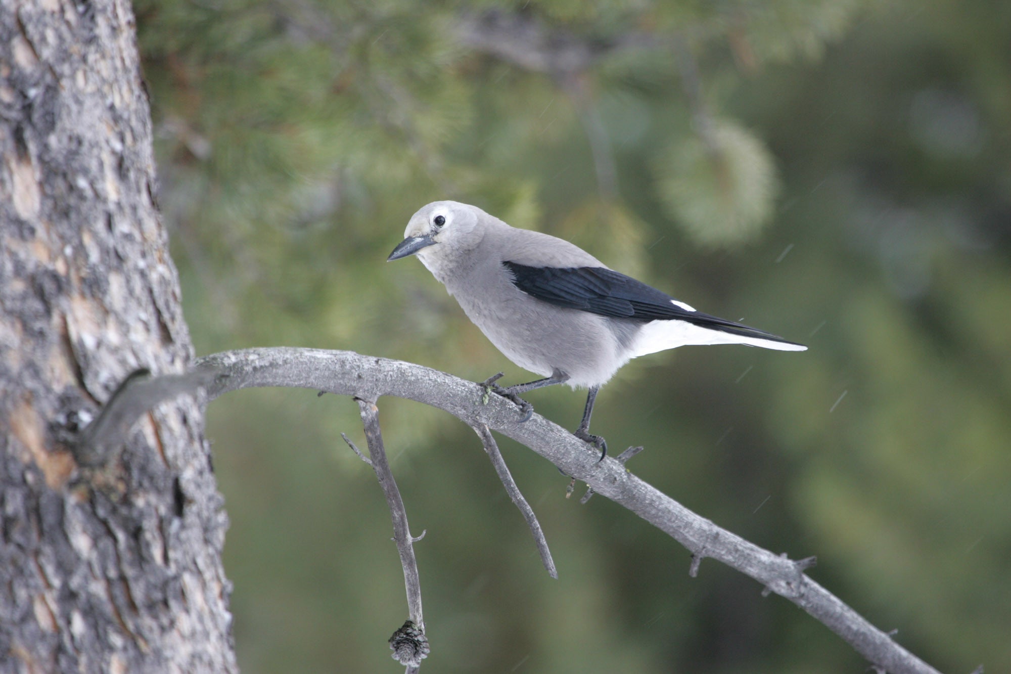 Restoring Keystone Species In Glacier National Park