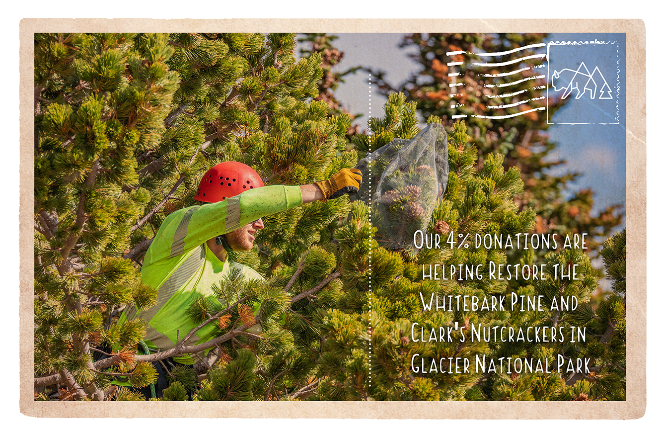 Restoring Whitebark Pine and Clark's Nutcrackers in Glacier
