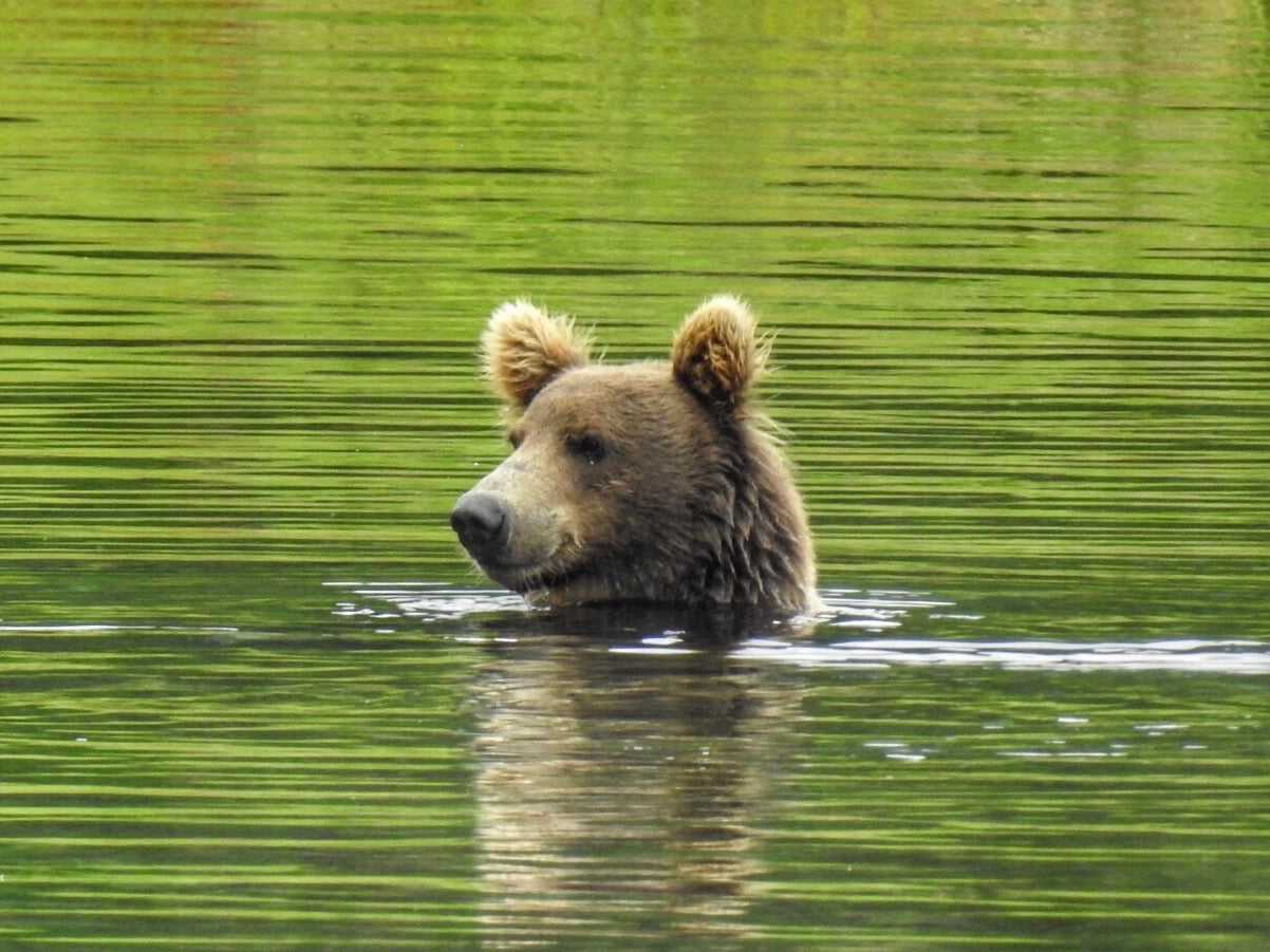 BearWise, Acting the Part and Memorializing its Virtue