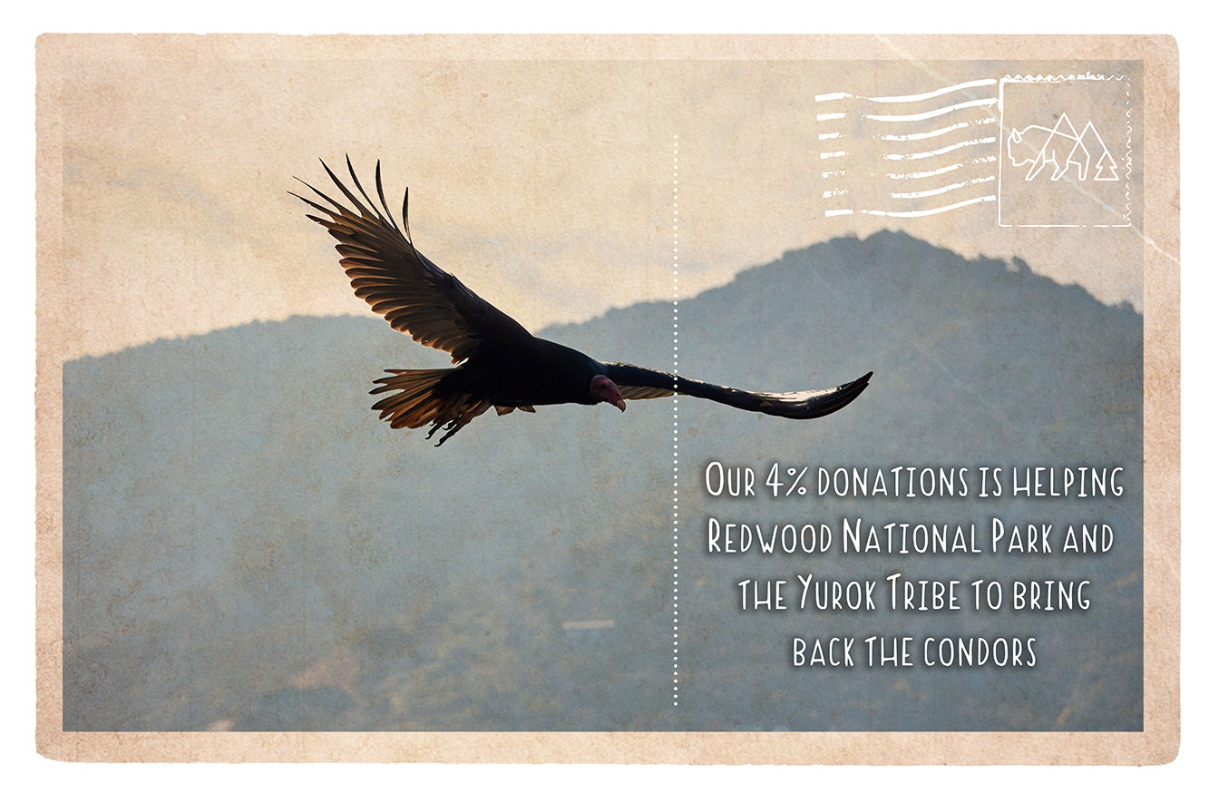 Bringing Back the Condors to Redwood National Park