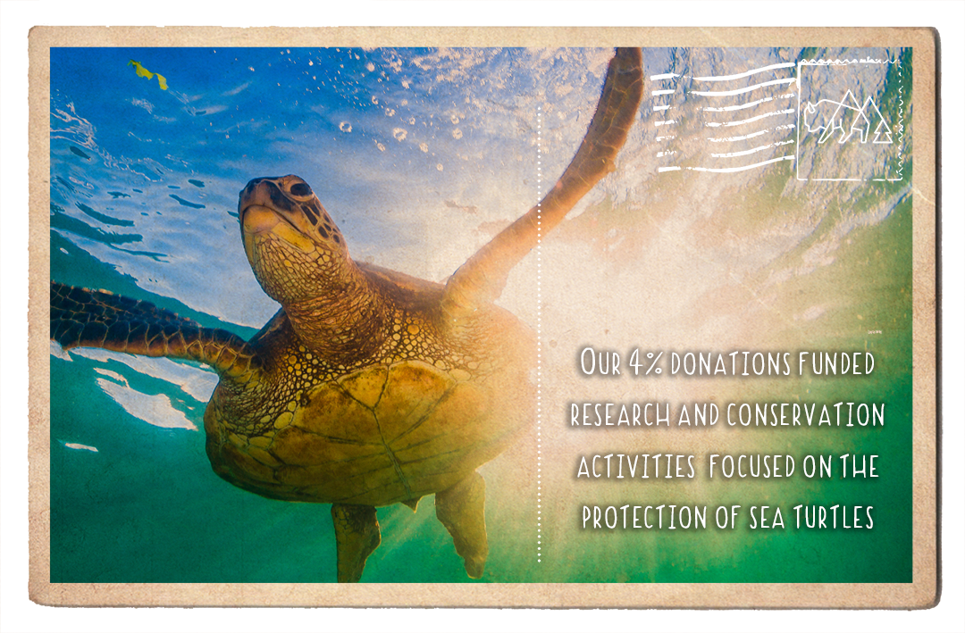 http://wildtribute.com/cdn/shop/articles/Sea_Turtle_Conservancy-_Research_LR.png?v=1683169560&width=2048