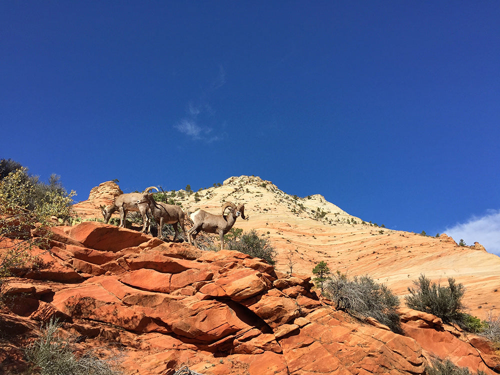 Zionβs Desert Bighorn, a Symbol of Wilderness and Hope