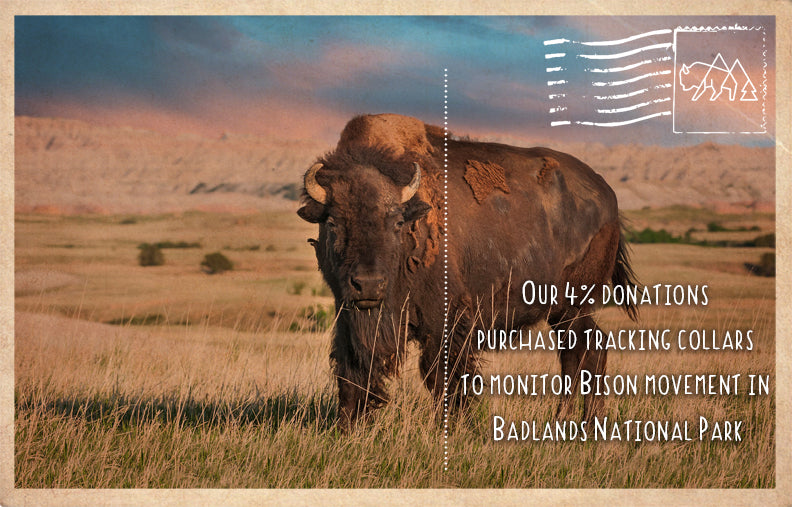 Tracking Collars in Badlands National Park