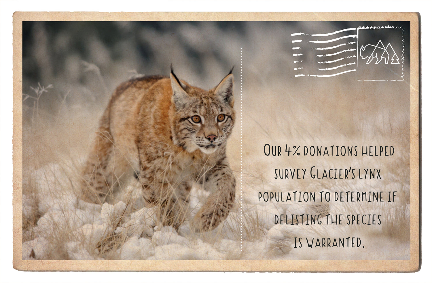 Survey Glacier's Lynx population