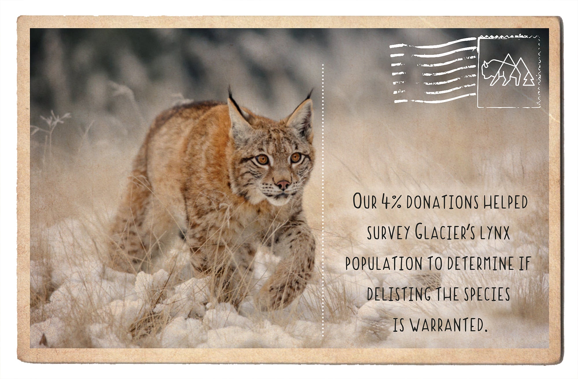 Survey Glacier's Lynx population