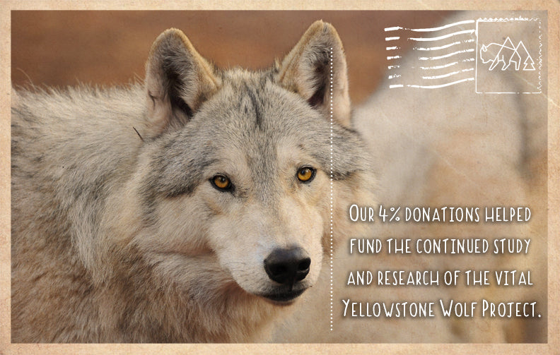 Research of the Yellowstone Wolf Project