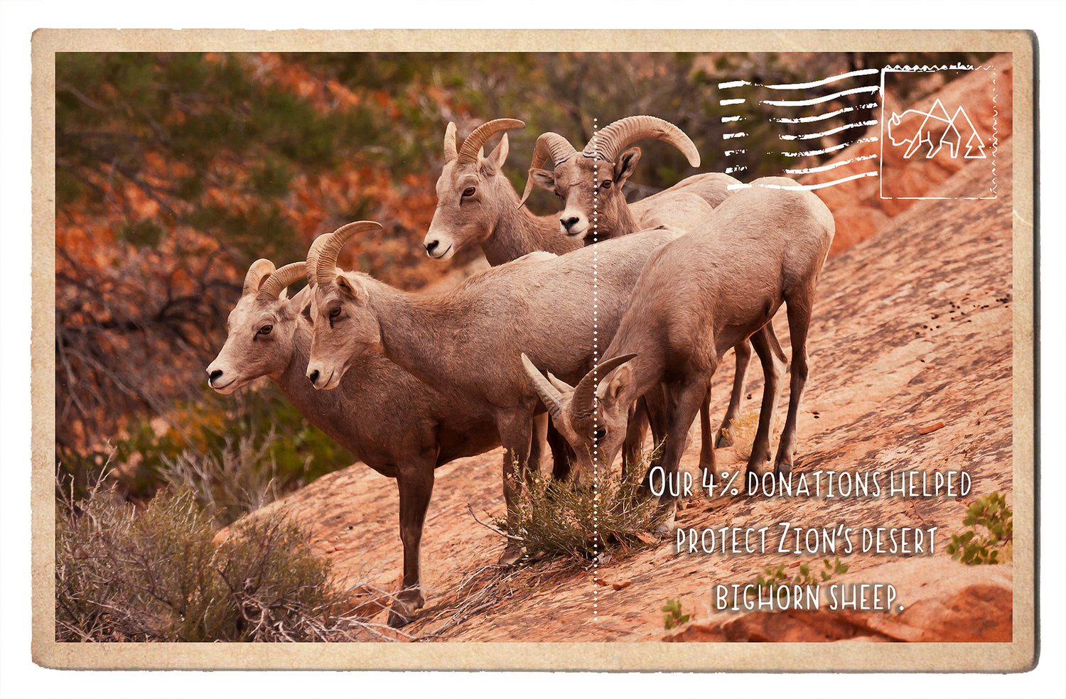 Protect Zion's Bighorn Sheep