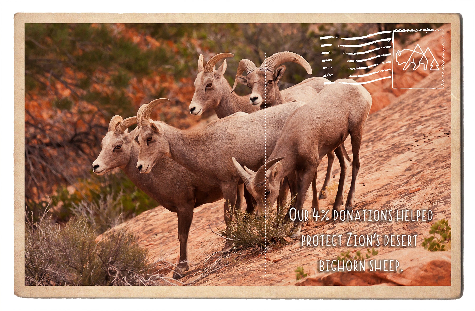 Protect Zion's Bighorn Sheep