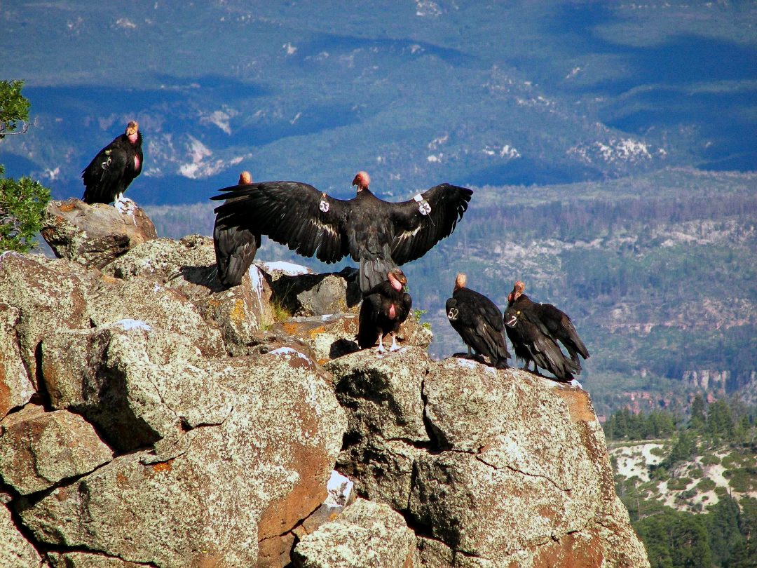 Zion's Condor Celebrity Doubles as Milestone for Conservation