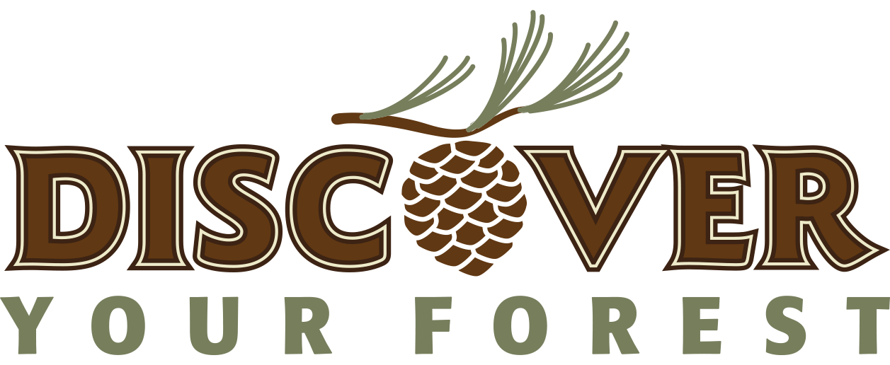 Discover Your Forest