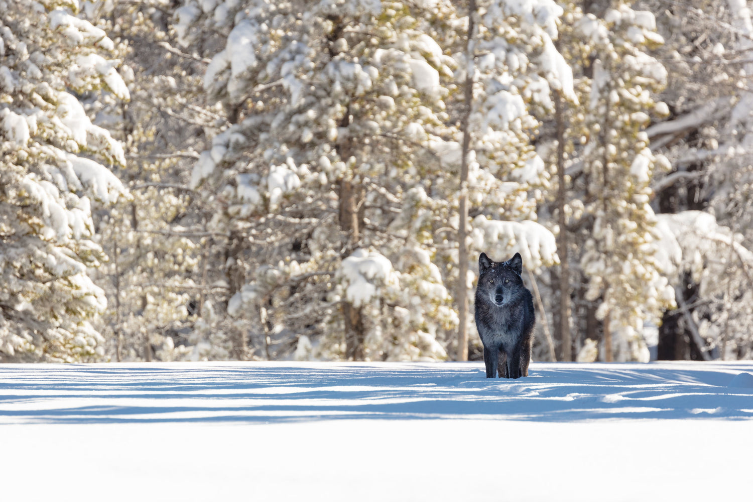 The Enduring Legacy of Wolves in Yellowstone National Park