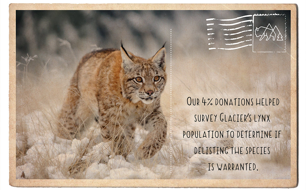 Survey Glacier's Lynx population