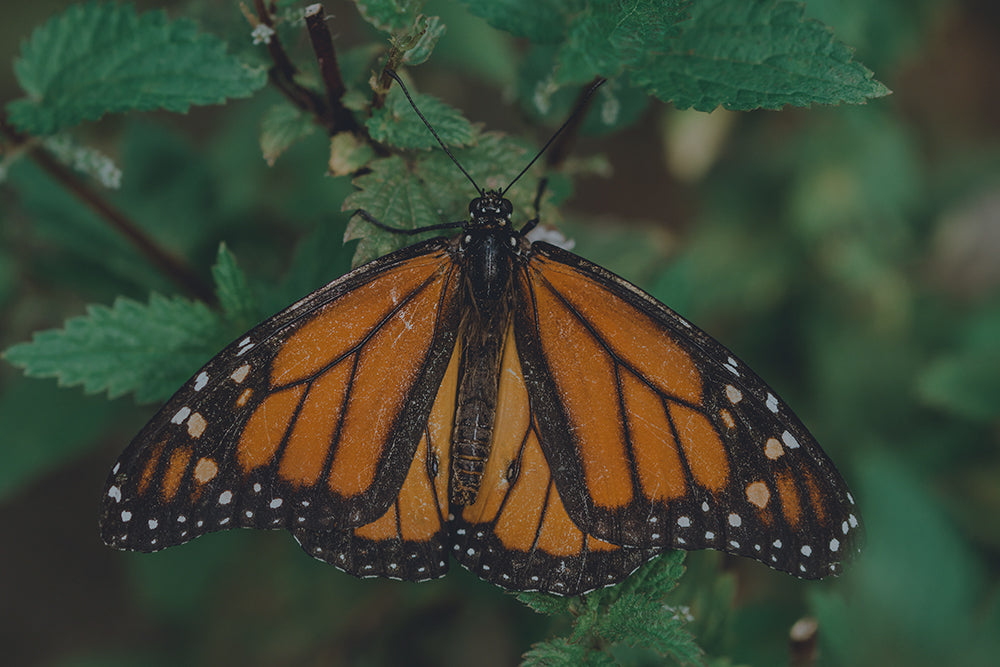 Bringing Monarch Butterflies Back from the Brink