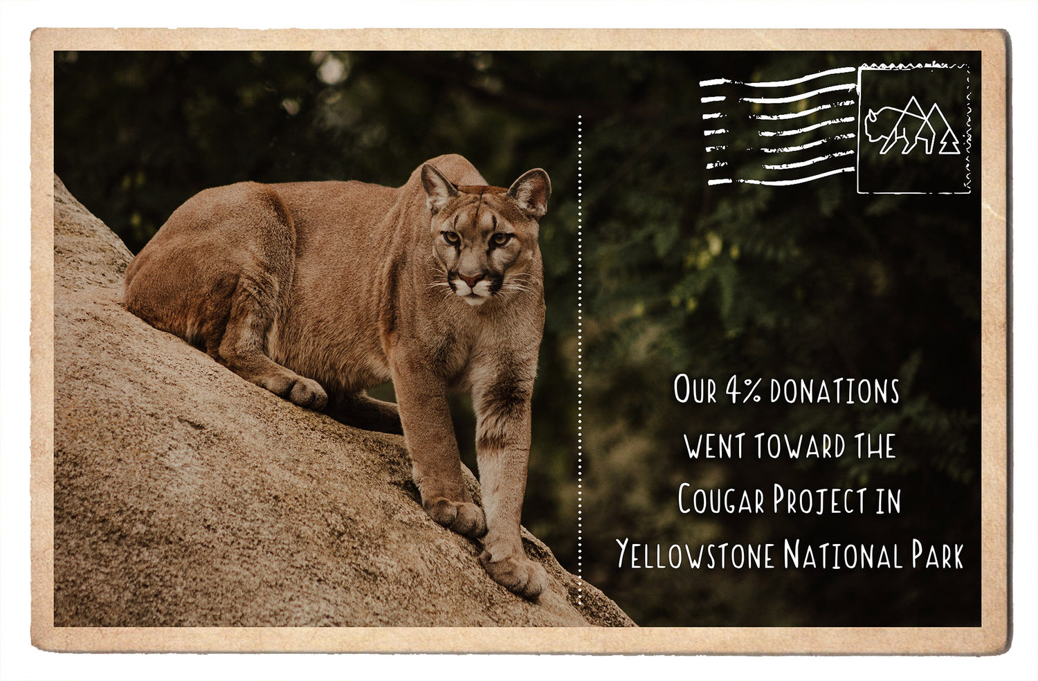 Documenting Cougar Population Trends in Yellowstone National Park