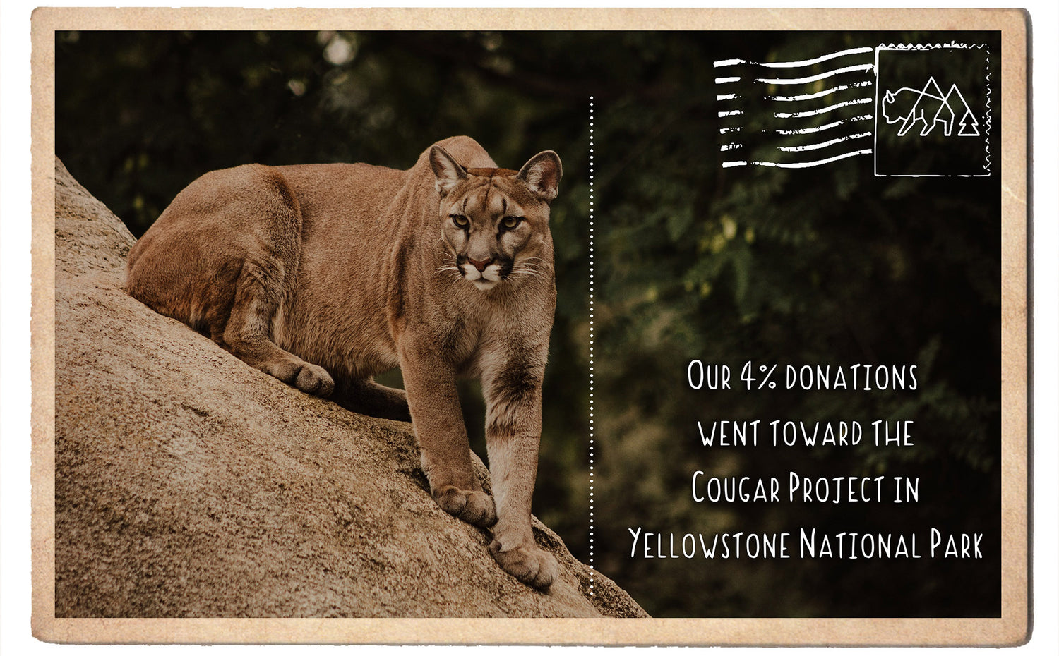 Documenting Cougar Population Trends in Yellowstone National Park