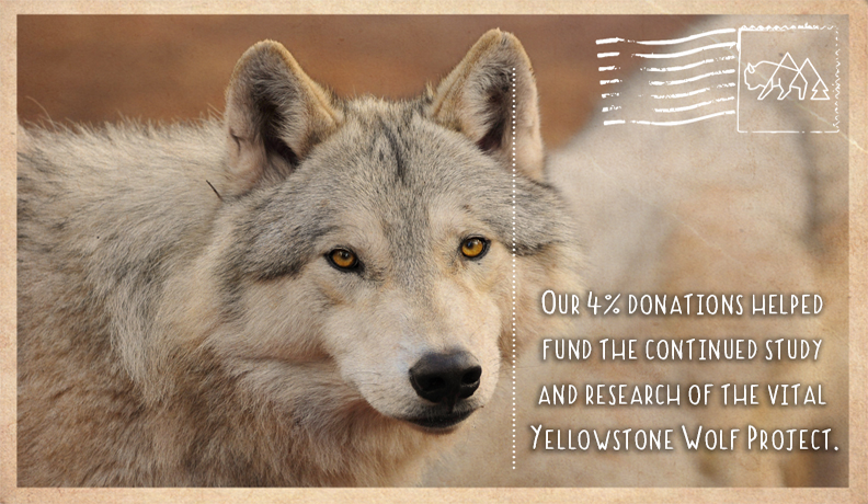 Research of the Yellowstone Wolf Project
