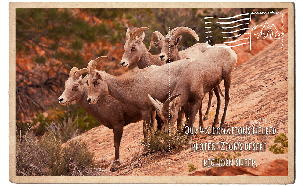 Protect Zion's Bighorn Sheep